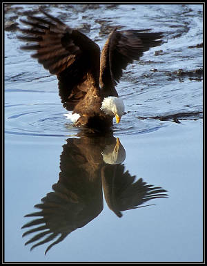 eaglemirror.jpg
